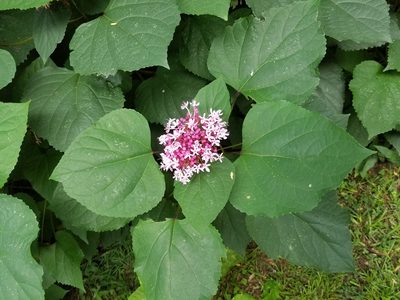 Clerodendrum bungei, photographed by Leila Dasher