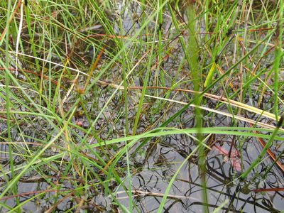 Carex pulicaris, photographed by Grzegorz Grzejszczak