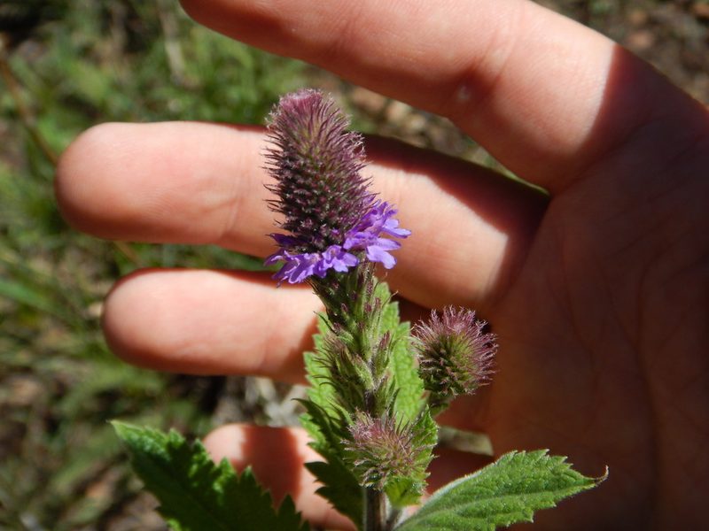 Verbena macdougalii, photographed by Ryan Watson