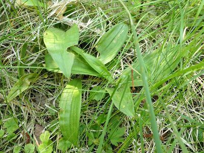 Maianthemum trifolium, photographed by Mary Krieger