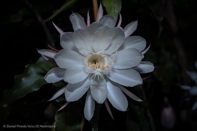 Epiphyllum oxypetalum, photographed by Daniel Pineda Vera