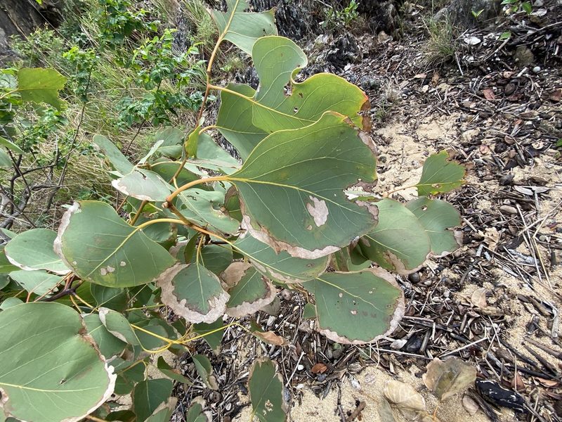Eucalyptus platyphylla, photographed by Greg Tasney
