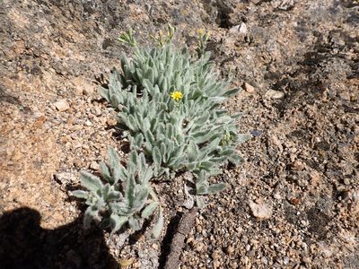 Hieracium horridum, photographed by John Brew