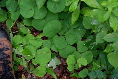 Desmodium rotundifolium, photographed by Bonnie Semmling