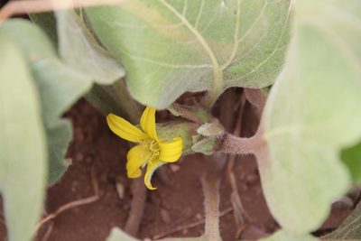 Agnorhiza ovata, photographed by Millie Basden