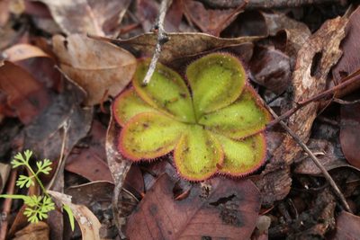Drosera collina, photographed by Em Lamond