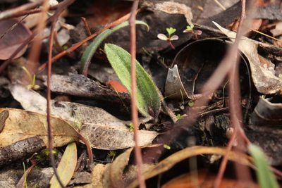 Caladenia reptans, photographed by Em Lamond