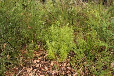 Podocarpus drouynianus, photographed by Em Lamond