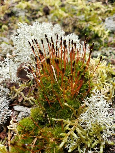 Tetraplodon mnioides, photographed by crlevy