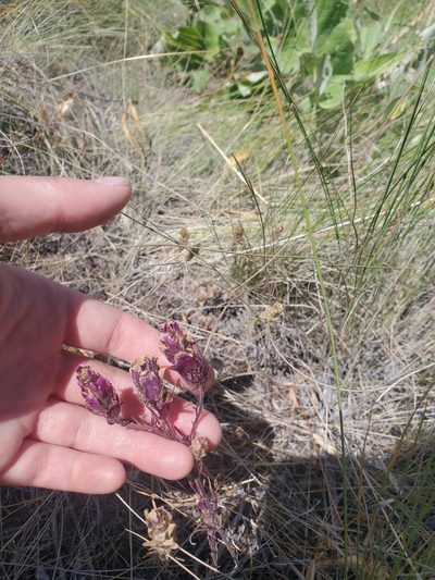 Orthocarpus tenuifolius, photographed by Kate