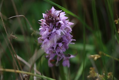 Dactylorhiza majalis, photographed by Charlie Farrell