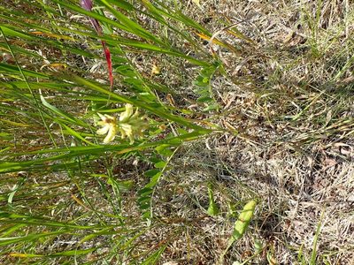 Astragalus canadensis, photographed by Mary Krieger