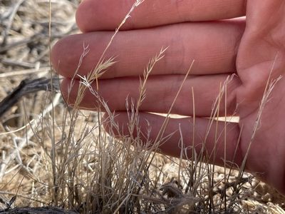 Festuca octoflora, photographed by Bobby McCabe