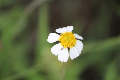 Tridax rosea, photographed by José Belem Hernández Díaz