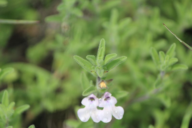 Salvia axillaris, photographed by José Belem Hernández Díaz