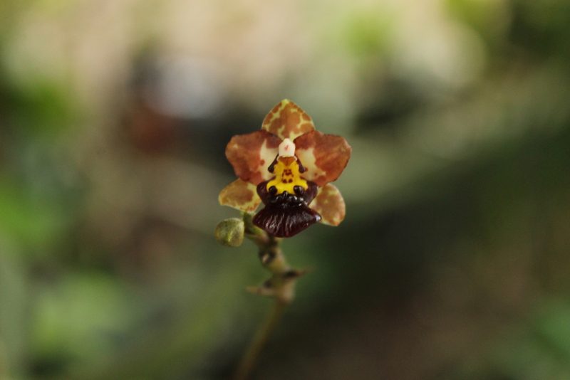 Trichocentrum lindenii, photographed by Victor De la Cruz