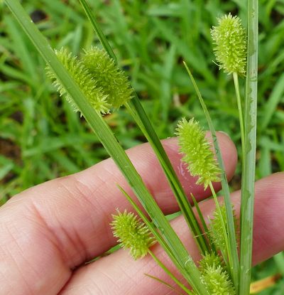 Cyperus retrorsus, photographed by Wendy McCrady
