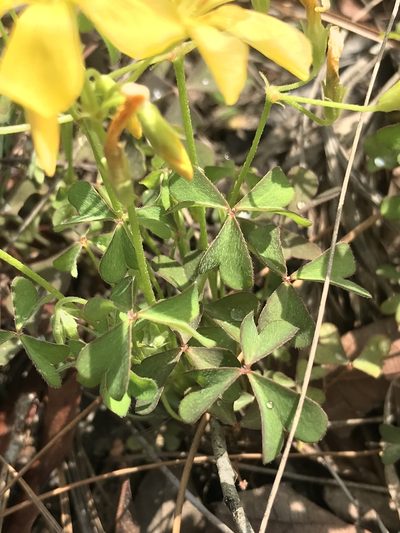 Oxalis texana, photographed by Laura Clark