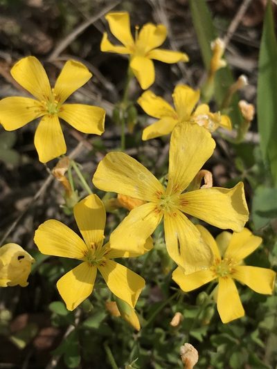 Oxalis texana, photographed by Laura Clark