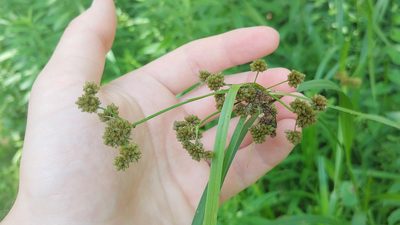 Scirpus atrovirens, photographed by Ryan Sorrells