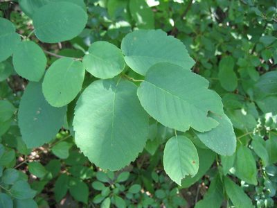 Amelanchier amabilis, photographed by rboles