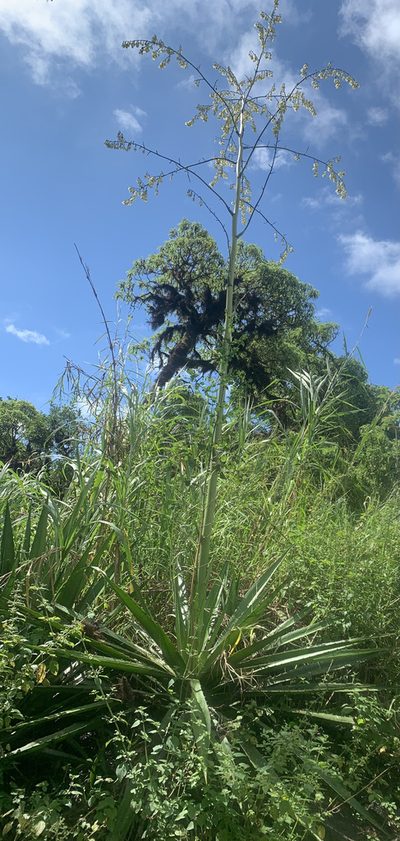 Furcraea hexapetala, photographed by John G. Phillips