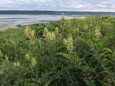Astragalus canadensis, photographed by Ethan Rose