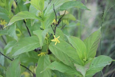 Mandevilla foliosa, photographed by José Belem Hernández Díaz