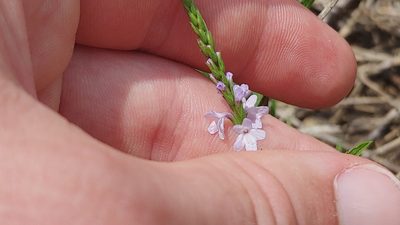Verbena simplex, photographed by Ryan Sorrells