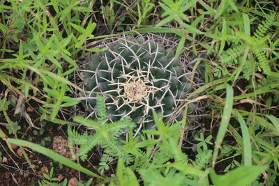 Mammillaria magnimamma, photographed by José Belem Hernández Díaz