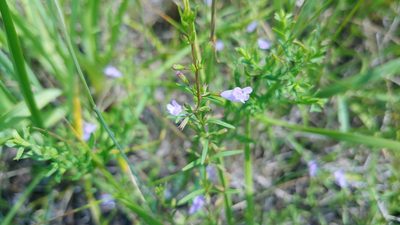 Clinopodium arkansanum, photographed by Ryan Sorrells
