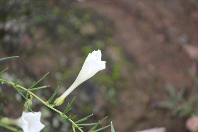 Ipomoea capillacea, photographed by José Belem Hernández Díaz