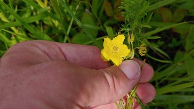 Lysimachia quadriflora, photographed by Ryan Sorrells