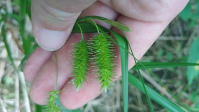 Carex comosa, photographed by Ryan Sorrells