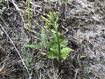 Botrychium alaskense, photographed by Jason Grant