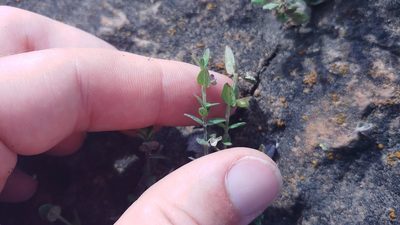 Scutellaria parvula, photographed by Ryan Sorrells
