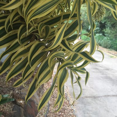 Dracaena reflexa