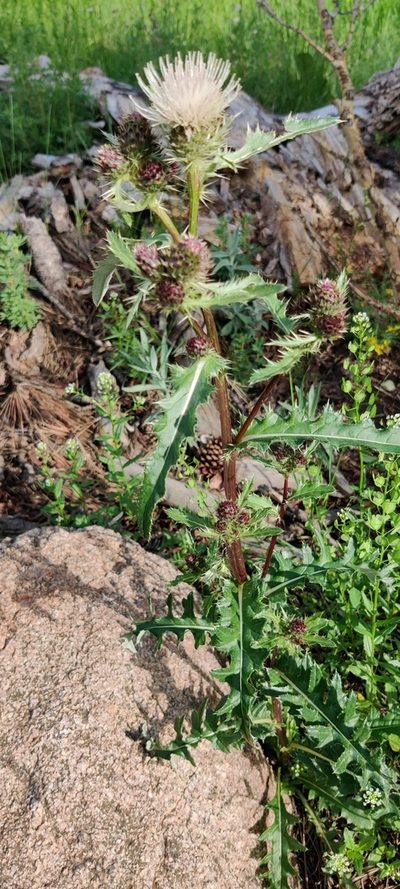 Cirsium griseum, photographed by Jes Gray
