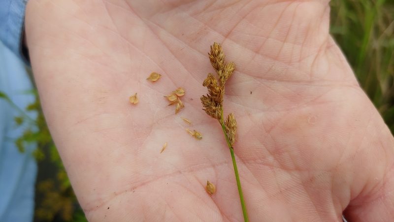 Carex missouriensis, photographed by Ryan Sorrells