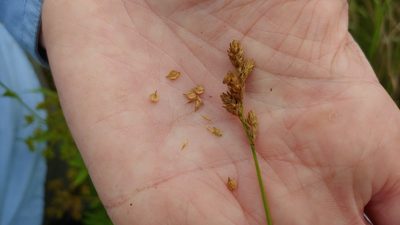 Carex missouriensis, photographed by Ryan Sorrells