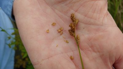 Carex missouriensis, photographed by Ryan Sorrells