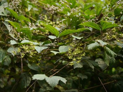 Clematis zeylanica, photographed by Dinesh Valke