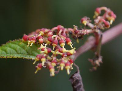 Cissus discolor, photographed by Dinesh Valke