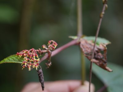 Cissus discolor, photographed by Dinesh Valke