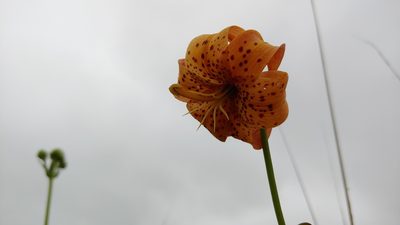 Lilium michiganense, photographed by Ryan Sorrells