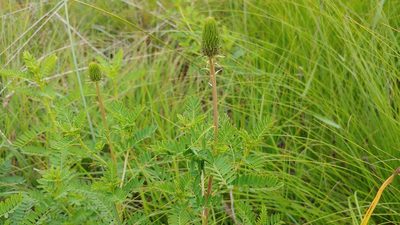 Dalea foliosa, photographed by Ryan Sorrells