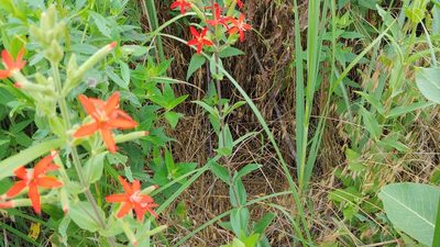 Silene regia, photographed by Ryan Sorrells