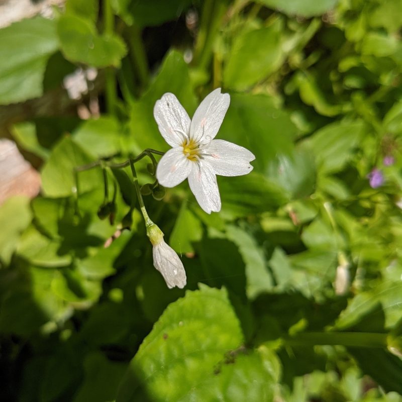 Claytonia cordifolia, photographed by Dominic Gentilcore