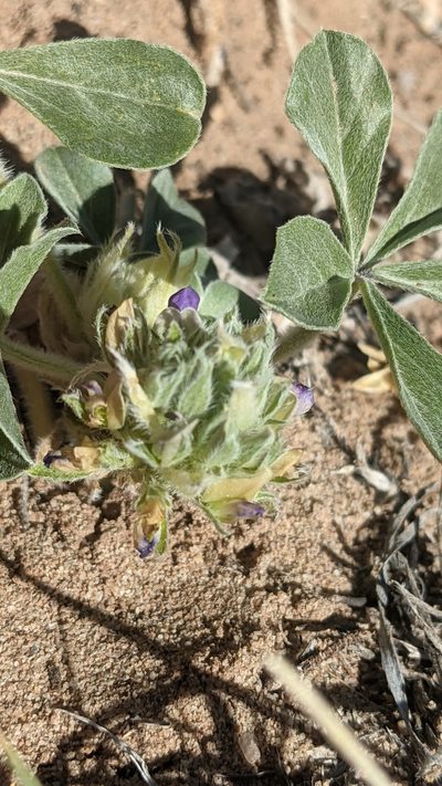 Pediomelum mephiticum, photographed by Darrin Gobble