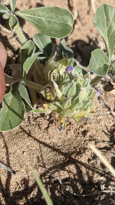 Pediomelum mephiticum, photographed by Darrin Gobble